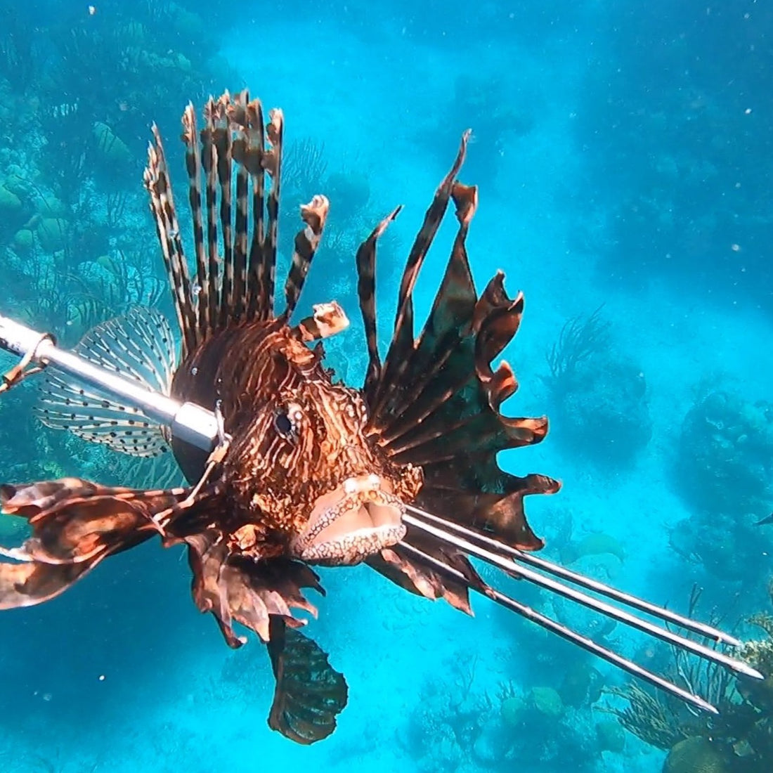 Spear - Lionfish Spear - Barbed