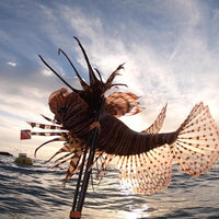 Spear - Lionfish Spear Non Barbed
